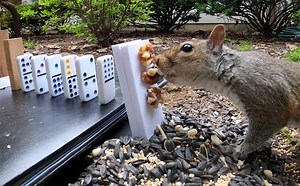 Creezy's Squirrel Feeding Rube Goldberg Machine
