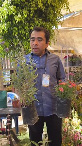 Te mostramos dos extremos de la colección de @viveroamborella: La margarita (Argyranthemum), una opción accesible y llena de color, y la Salvia clevelandii, de mayor valor, pero con un aroma y floración que enamoran. ¿Tú con cuál te quedas? Síguenos para más descubrimientos botánicos. #PlantasConHistoria #SalviaClevelandii #Argyranthemum #ViveVerde #PlantFest | Plant Fest