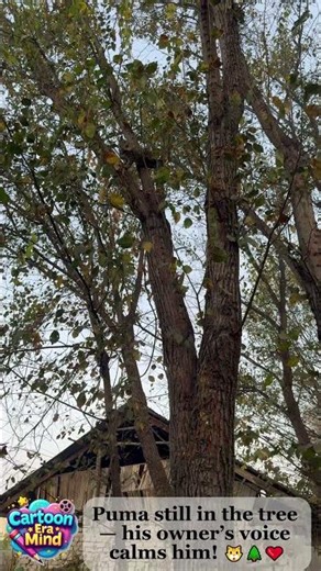 Puma’s New Adventures | — Puma is still up in the tree — hears her owner’s voice! 🐱🌳👂