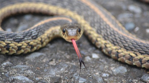 These 11 snakes are most common in Alabama. Which 6 are venomous?