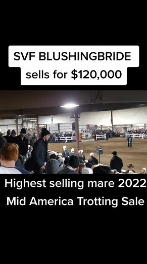 Andover Hall mare. Infoal to Rev and Roll