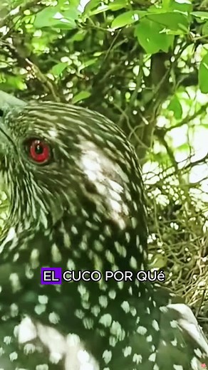 Exploring the Jealous Cuckoo Bird Behavior