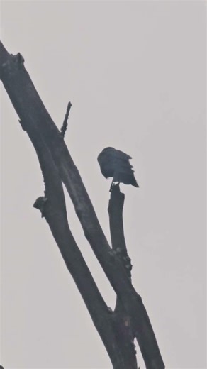 #crow calls in the #rain #nature #bird #birds #naturelovers #caw #birdcall