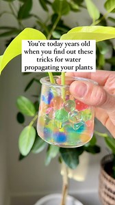 I can’t be the only one!! If you water propagate your houseplants, I’m sure you’ve experienced a cutting falling out of place and maybe even submerging entirely. You want to make sure your cuttings aren’t falling too far in and that they’re suspended in the container with room to grow (not touching the bottom of the vessel). Here are 3 ways to help PROP your water propagations up!!! -Water beads/Orbeez - I was actually a little confused as to why a small packet came along in a set of propagation