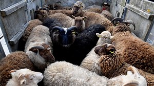3.8K views · 96 reactions | 6PR Drive host Oliver Peterson discusses how the Albanese government has "miscalculated" their 2028 live sheep export ban. | Sky News Australia | Facebook