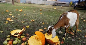 Soil Cycle collects old pumpkins to help feed farm animals