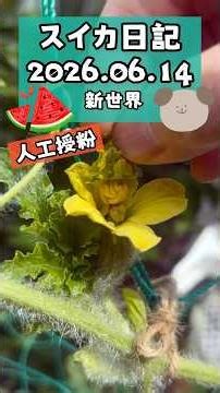 🍉スイカ日記【新世界】2026.06.14 #shorts #garden #園芸 #栽培 #スイカ