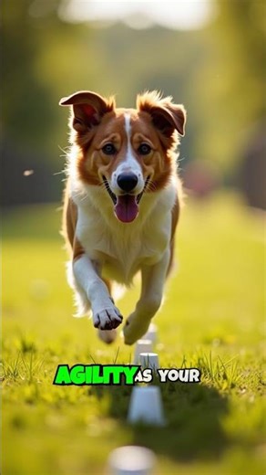 Dog-Friendly Obstacle Course Ideas That Use Only $10 #dog #agility #diy