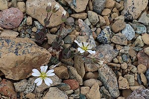 Edmonston's chickweed (Cerastium nigrescens) (Shetland Mouse-Ear)