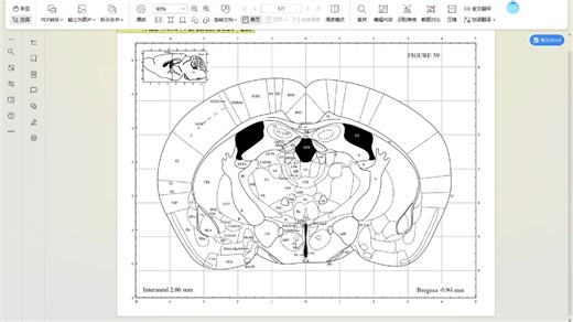 C-Fos 全脑mapping 教学视频