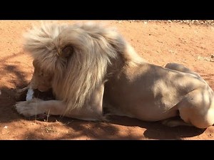 Turisti disturbano un leone che mangia, la reazione dell'animale è spaventosa