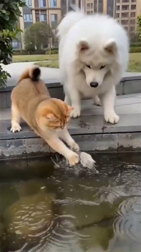 kya dosti hai kuute or boli mai 🤣#animatedcartoon #anime #animals #animation #animeedit #animanimals