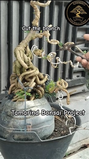 Tamarind Bonsai Project