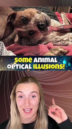Optical illusions!😮