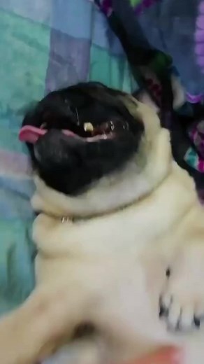 Funny pug #dog #funny #funnyanimals #funnypets #animals #dogsofttiktok #pet #foryou #longervideos #puppy