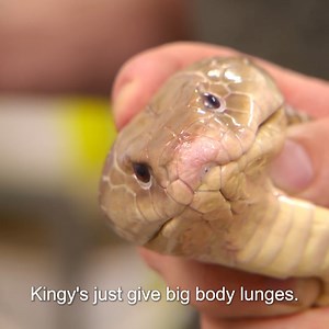 Snake poisoned himself with a deadly bite! 😵 | Untamed