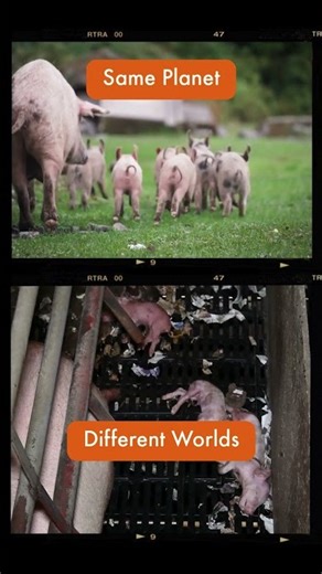 The hidden cost of intensive pig farming...