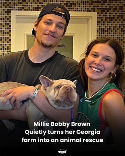 Millie Bobby Brown has transformed her Georgia farm into a private animal rescue, where she cares for more than 60 animals including donkeys, horses, cows, goats, pigs, and more. The Stranger Things star’s efforts quietly support animals in need, providing shelter, medical care, and loving homes without seeking public attention. #milliebobbybrown #milliebobbybrownedit #strangerthings #dogs #animals #rescue #fyp #reels #society | Wooftopia