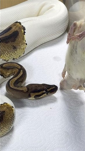 FLUFFY | Pied Royal / Ball Python | #strike #short ⚡️🎬 (06.08.25)