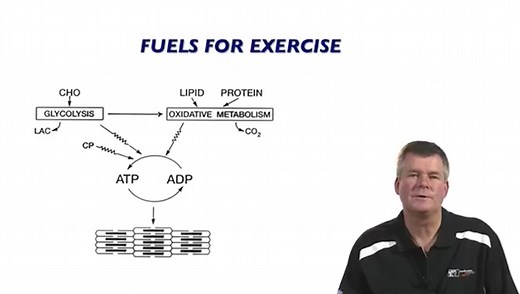 Fuels for Exercise