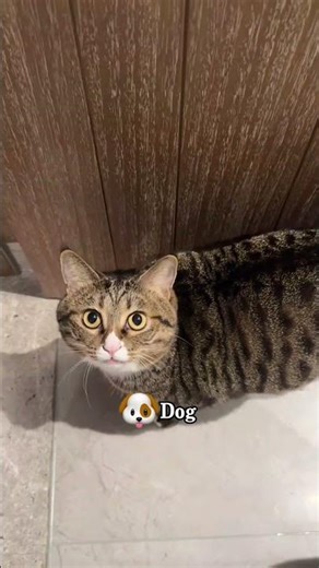 #cat #ai #art #asmr #bts #car #cars #diy #dog #food #fyp #life #love #meme #news #nfl #vlog #yoga