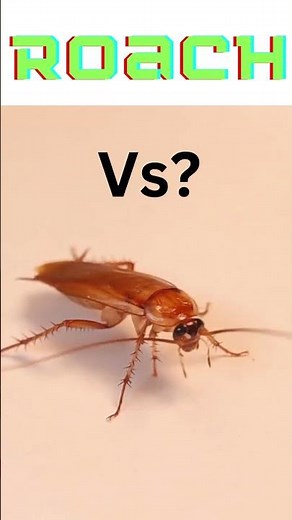 Cockroach Vs. Mouse! Who Wins!