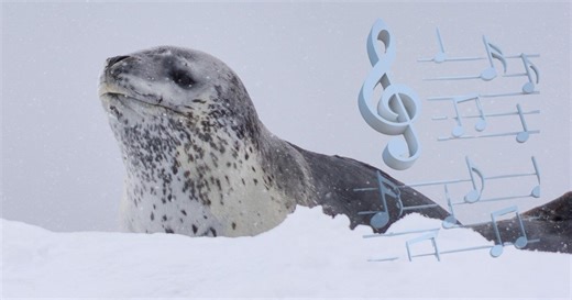 Melodías bajo el hielo: las focas leopardo cortejan con canciones similares a las rimas infantiles, según la ciencia