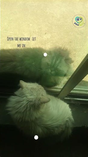 Two Cats Tried to Fight Through a Window… THIS GOT WILD | #cat #funnycats