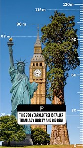 Hyperion is the world’s tallest living tree — a Coast redwood (Sequoia sempervirens) towering at 116.07 meters (380.8 feet). It stands hidden deep within Redwood National and State Parks in Northern California and is estimated to be 600–800 years old. Discovered on August 25, 2006, by naturalists Chris Atkins and Michael Taylor, Hyperion’s exact location has never been publicly revealed. The secrecy helps protect the tree from damage caused by foot traffic, soil compaction, and habitat disruptio