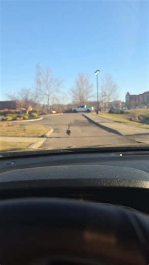 Just a Goose Dance Video