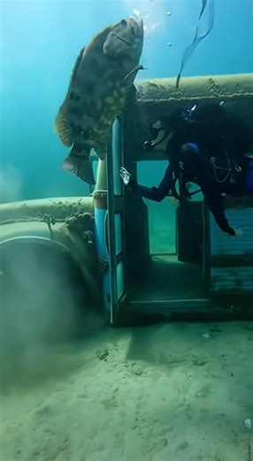 Giant Grouper Takes Over a Sunken School Bus! 🚌🐟