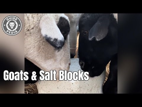 The Shocking Truth About Goats & Salt Blocks 🐐💎