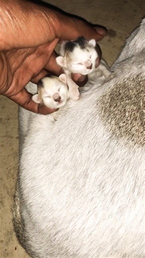 Cute baby kitten meowing