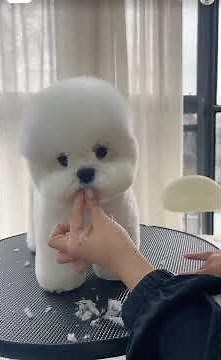 It's my first time to cut the hair of a Bichon Frise How is my technique #bichon #god #puppy #cute
