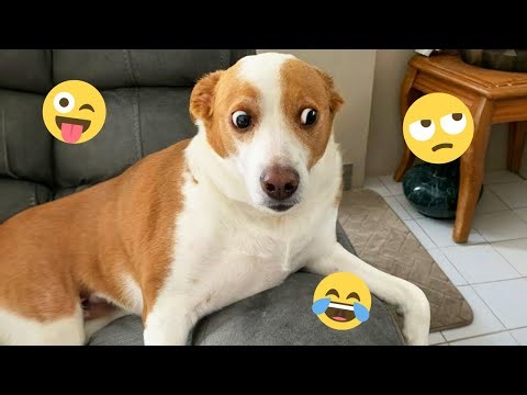 Funny Dogs Compilation – Best Dog Videos 2025 🐕🤣 #36