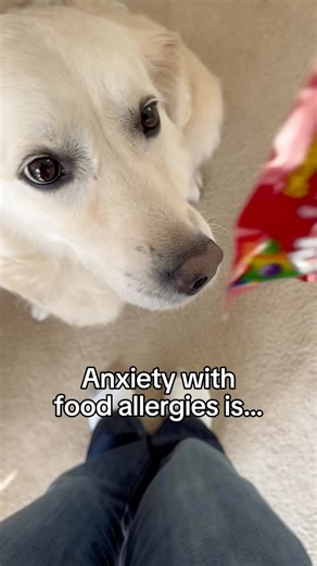 Natalie Rice/Detective Harley, F.A.D.D.FoodAllergyDetectionDog®️ on Instagram: "Skittles are a peanut-allergy safe candy and are free of the top 9 allergens. Knowing this, I bought some to use as a control for maintenance training with Harley. I always buy two so I can open one up if need be. We got a bit of a surprise here, which is actually great for maintenance training…especially when we get true detective work like this. Want Harley to check foods for you? Comment HARLEY or 🐾 for more info