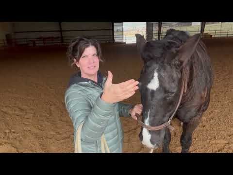 Understanding the Temporalis Muscle in Horses 🐴 | Craniosacral Function & Performance
