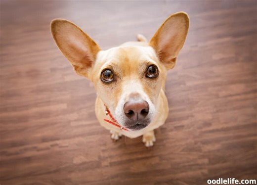 Are There Dog Translators? [Are They Good?] – Lifeboat News: The Blog