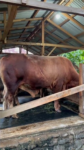 SAPI 1 TON UP....#sapi #videoshort #peternakansapiindonesia #fyp