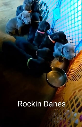 AKC Champion Great Dane Pups! 4 weeks old! #cutepuppies #puppy #cutepuppy #cuteanimal #puppy #tiktok