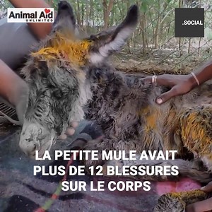 Cette petite mule avait une d’une douzaine de morsures sur tout son corps. Sa mère cherchait désespérément à l’aider, mais elle ne pouvait rien faire de plus qu’attendre qu’elle guérisse. La situation de l’animal sans défense était plutôt grave, et grâce au travail minutieux des secouristes, ils ont pu lui sauver la vie. Crédits : Animal Aid Unlimited http://www.facebook.com/animalaidunlimited https://www.instagram.com/animalaid_india/ https://www.youtube.com/user/AnimalAidUnlimited/videos Pour 