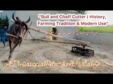 Bull and Chaff Cutter | History, Farming Tradition & Modern Use
