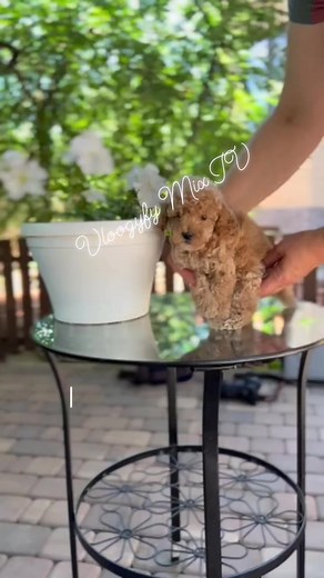 Why does my puppy sound like it's crying? #everyoneシ゚ #learning #carepuppies #viralreelsシ #followersreels #fypシ゚ #lovereels #follower #petlovers #ilovepuppies #everyonefollowers #everyone #ShareLikeFollow | Ibasco MaPinky | Facebook