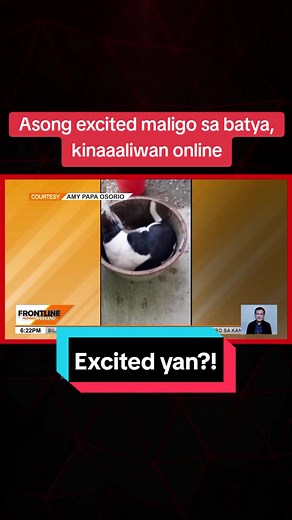 Excited na Aso: Panda Tumalon sa Batya para Maligo