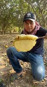 The Ancient Art of Wild Honey Harvesting 🐝🤯 #shorts