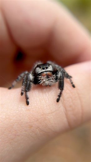 I jump at the chance to make a new friend! Jumping spiders are among some of the more charismatic and well-liked spider groups, and it’s not hard to see why. Their round eyes, adorable eyelash-like tufts on top of their heads, the list goes on, but it’s easy to say these spiders are cute. Jumping spiders have quickly become ambassadors for their entire order, helping people to overcome some of the fears and hesitations they have about spiders in general. While this is always great to see, I’d lo
