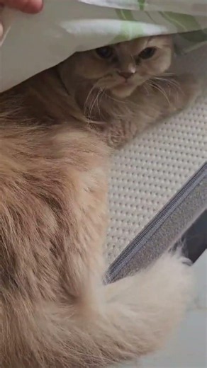 Piilu hides