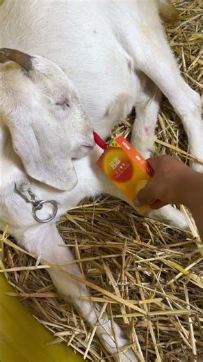 Pet breeding #Sheep farming by the stream #Harmonious coexistence between humans and animals