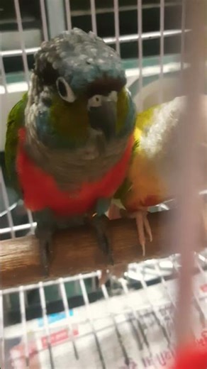 cute parrot 🦜 😍 💖 💓 💕