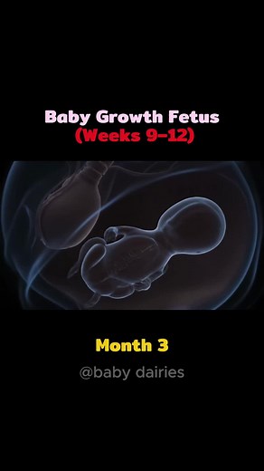 Understanding Baby Organ Development During Pregnancy